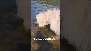 Goldendoodle Blowing Bubbles