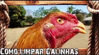 Como Abater, Depenar, Limpar e Picar Galinha Caipira - Preparo Completo