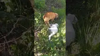 Весеннее чикипоньканье кошек