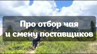 Закулисье работы RealChinaTea. Как мы отбираем китайский чай?