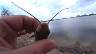 ГОВОРЯЩАЯ РЫБА. ПОЙМАЛ РЫБУ А ОНА РУГАЕТСЯ ))