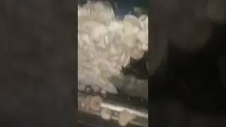 грибы ноябрь Казахстан