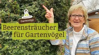 Beerensträucher für Vögel - Beeren als Winterfutter für Gartenvögel