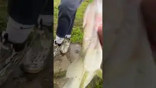 Landing a GIANT SNOOK in a pond for my friend #shorts #viral #snookfishing #neverendthesend