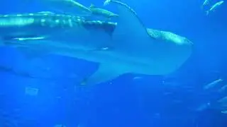 Mother Whale Swimming with Babies #shorts #short #shortvideo