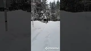 хаски наводят суету...