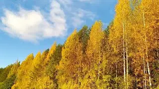 Ольга Ростова - Царевна-несмеяна