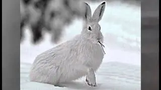 Зайцы белые сибирские