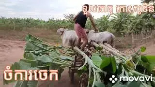 ទស្សនាចំការចេក ទួលធាតុ 🏝️សូទិន Kampong Cham