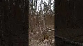 Валка с ZimAni 365 PRO 