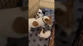 Джек Рассел терьер. Бойцовские собаки😉