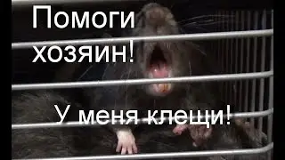 Клещи! Расчесы у крысы! Что делать? - Стронгхолд 6%