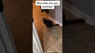Cat Speaking English #shorts #cat #talkingcat #funnycats #funny