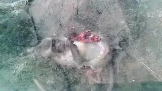 (WARNING GORE VIDEO)  Monkey eating a baby bird
