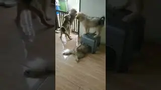 #animals