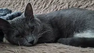 кот спал и не о чем не думал, потом проснулся