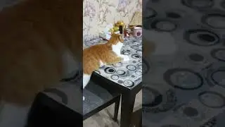 Наш Рамзик,  учёный кот. #ramzes #рамзес #cat
