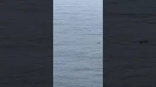 Branco di delfini nel mare di Punta Campanella