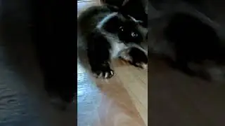 Наш котяра!Умора!