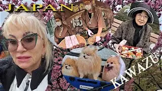 Япония|Кавадзу-увлекательное место для отдыха / Japan|Kawazu is a Fascinating Holiday Destination