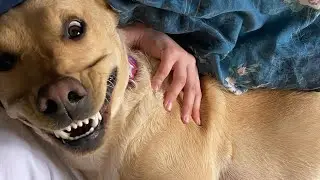 funniest dogs ever compilation pt.10