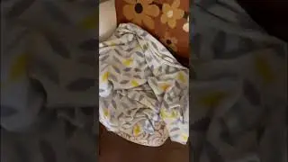 Cat of mushroom