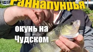 Ловим окуня на Чудском озере 2024