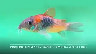 Pancierniček Venezuela orange - Corydoras venezuelanus (www.shrimp.sk)