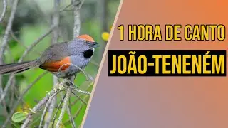 Canto do joão-teneném