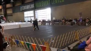 Basset Hound Tricks - Barkley The Basset 2014 Seattle AKC Show