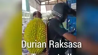 Durian Besar ini ternyata