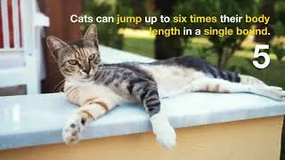 25 Mind-Blowing Facts About Cats | Surprising Things You Need to Know!