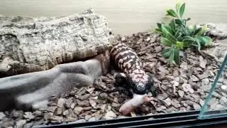 Feeding my gila monster