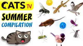 CATS TV 📺 Summer 2025 ultimate compilation 😻☀️🐭 Best games 🔉 3D Sound