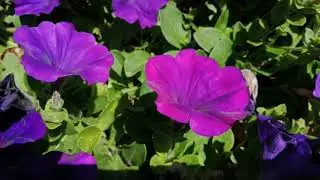 ОПЕРА СИНЯЯ !!!