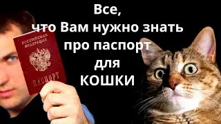 Всё, что вам нужно знать про паспорт для кошки.