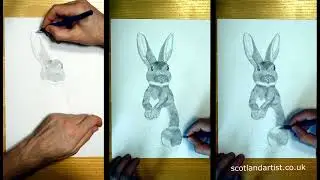 Drawing a hare with a pencil