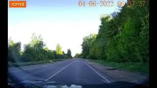 Семейка лис на дороге.