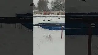 людей нет одни собаки