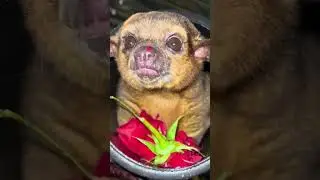 Honey Bears and Rose Enrichment