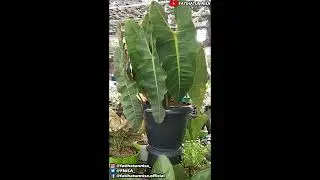 Philodendron Kabel Busi  / Pilo Kabel Busi