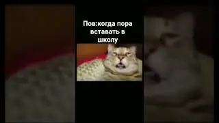 #fypシ #meme #memes #мемы #мем #жиза