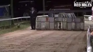Terrier Racing