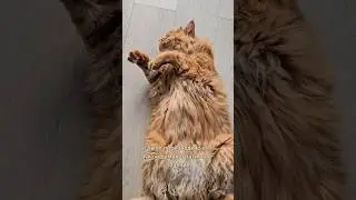 Как тяжело без еды😾 Мастер класс по актерскому мастерству 