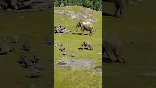 Baby Elephant Chasing Birds and this happened..