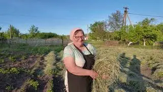 Як  врятувати картоплю від весняних заморозків підручними засобами.