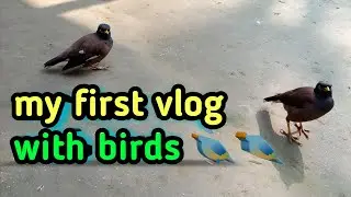 my first vlog 2022 with birds 