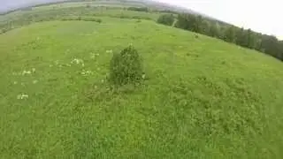Кустик