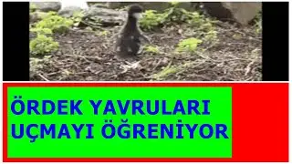 ANNE ÖRDEK, YAVRULARINA UÇMAYI ÖĞRETİYOR!