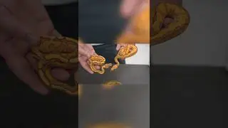 KINOVA Facility Fun + NEW Desert Ghost Clowns! #Hetflix Out Now! #animals #reptiles #ballpython